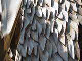 Woensdag 2 januari: Op een dak van een woning in Hong Kong liggen honderden haaienvinnen te drogen bestemd voor de verkoop.