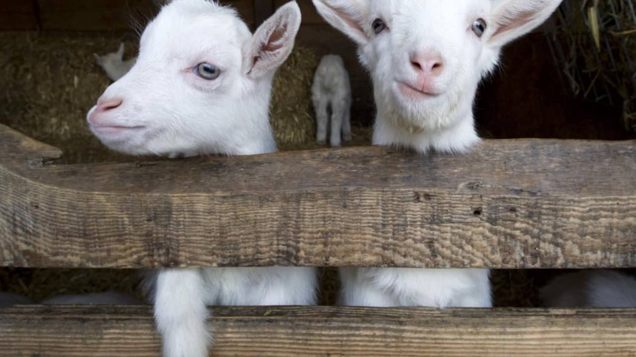Goede Dieren misbruikt op kinderboerderij Texel | NU - Het laatste OX-13