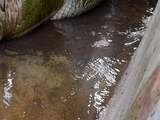 Grootste krokodil in gevangenschap viert 112e verjaardag