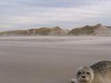Kort geding om veerdienst Terschelling