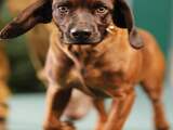Maandag 25 februari: Een hond wordt tentoongesteld bij de jachtbeurs in Wenen, Oostenrijk.