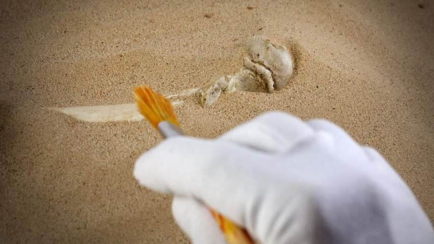 Archeologie archeoloog fossiel