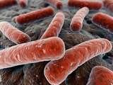 'Optimale mix bacteriën stimuleert behandeling van sommige kankersoorten'