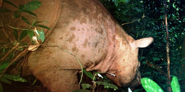Sporen zeldzame neushoorn in Indonesië