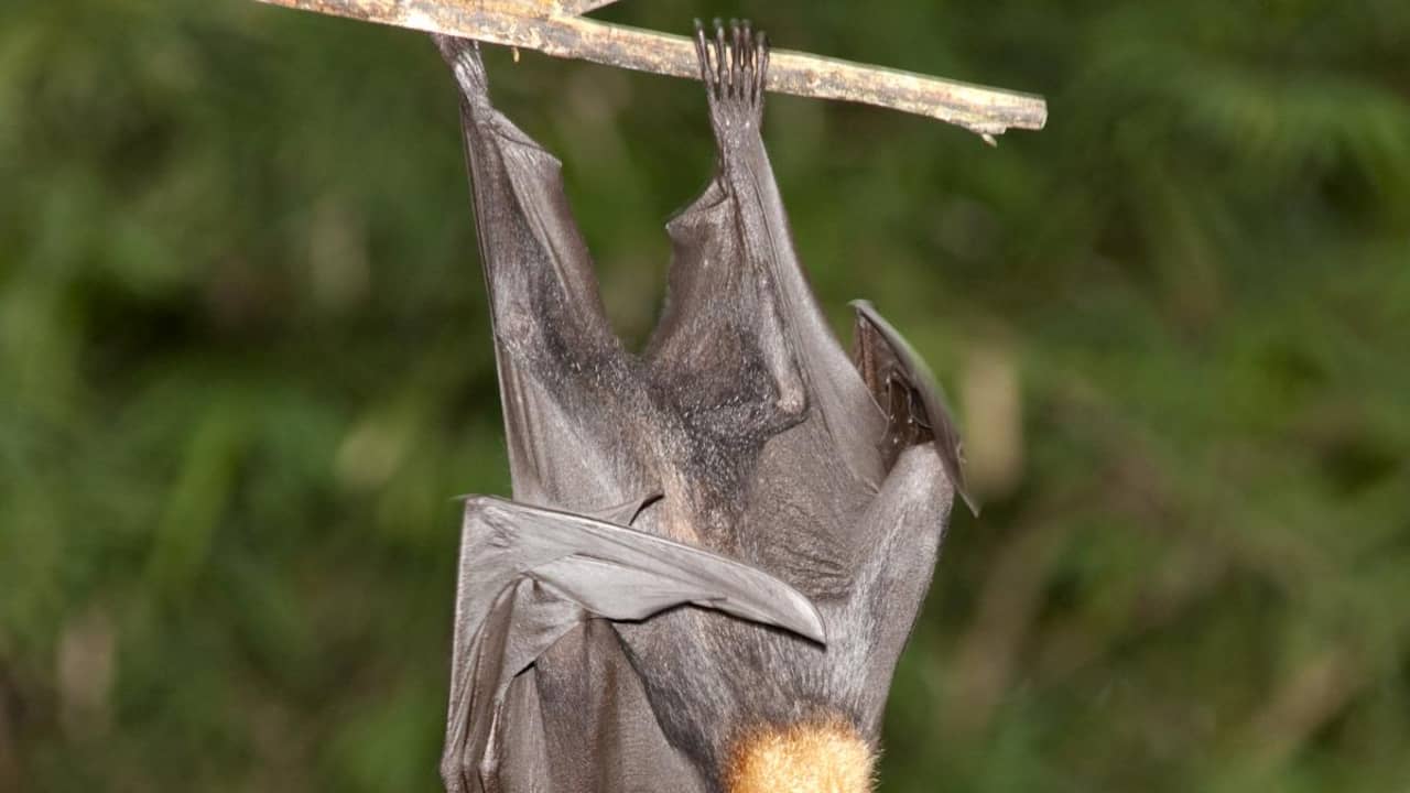 Vrouwtjesvleermuis ontvangt regelmatig orale seks Wetenschap NU.nl foto