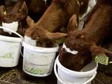 Mogelijk veevoer met dioxine in Nederland