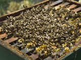 Kamer wil verbod op verkoop bijengif aan particulier