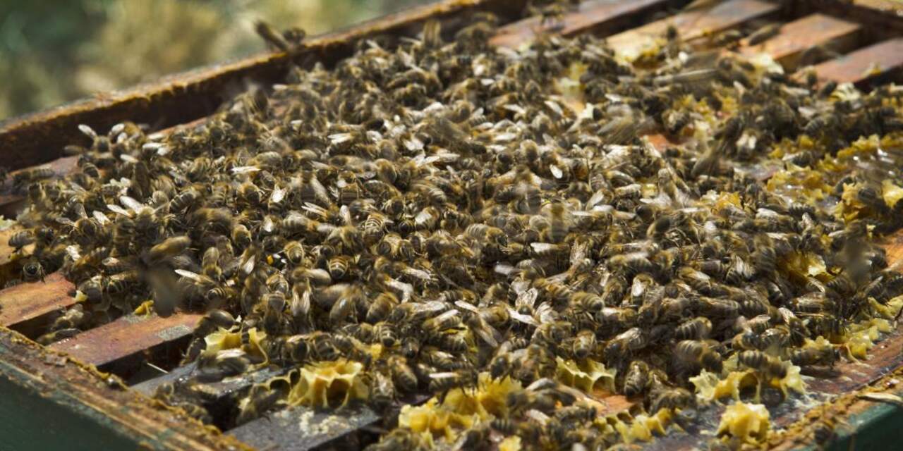 Tweede Kamer krijgt bijenkast