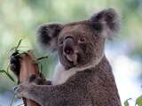 Mannelijke koala's hebben extra paar stembanden