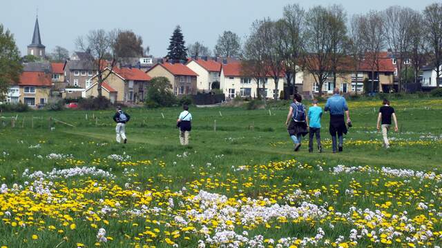 Een veld vol bloemen is beter voor vogels dan kortgemaaid gras.