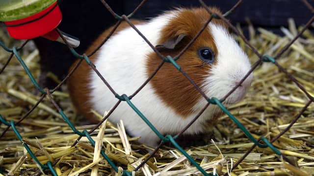 Cavia bezwangert honderd vrouwtjes op kinderboerderij