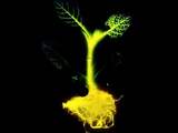 'Planten geven zonlicht door aan wortels'