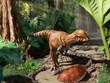 Mogelijk oudste 'dikhoofdsauriër' geïdentificeerd