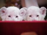 'Circus zonder wilde dieren is net zo boeiend'