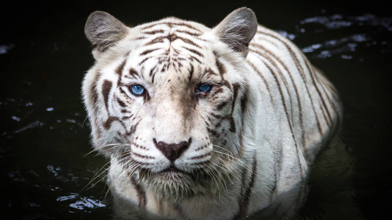 Speel Meer Chemicaliën Mysterie van witte tijger ontrafeld | NU - Het laatste nieuws het eerst op  NU.nl