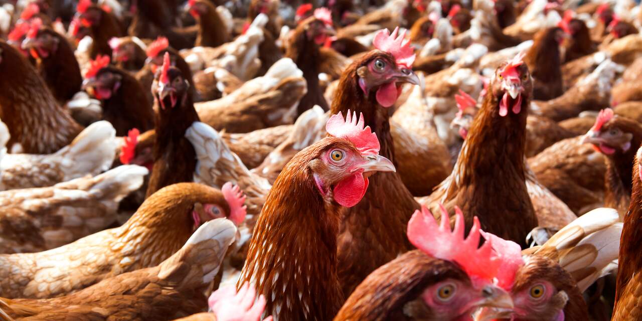 McDonald's stopt met boerderij die kippen mishandelt