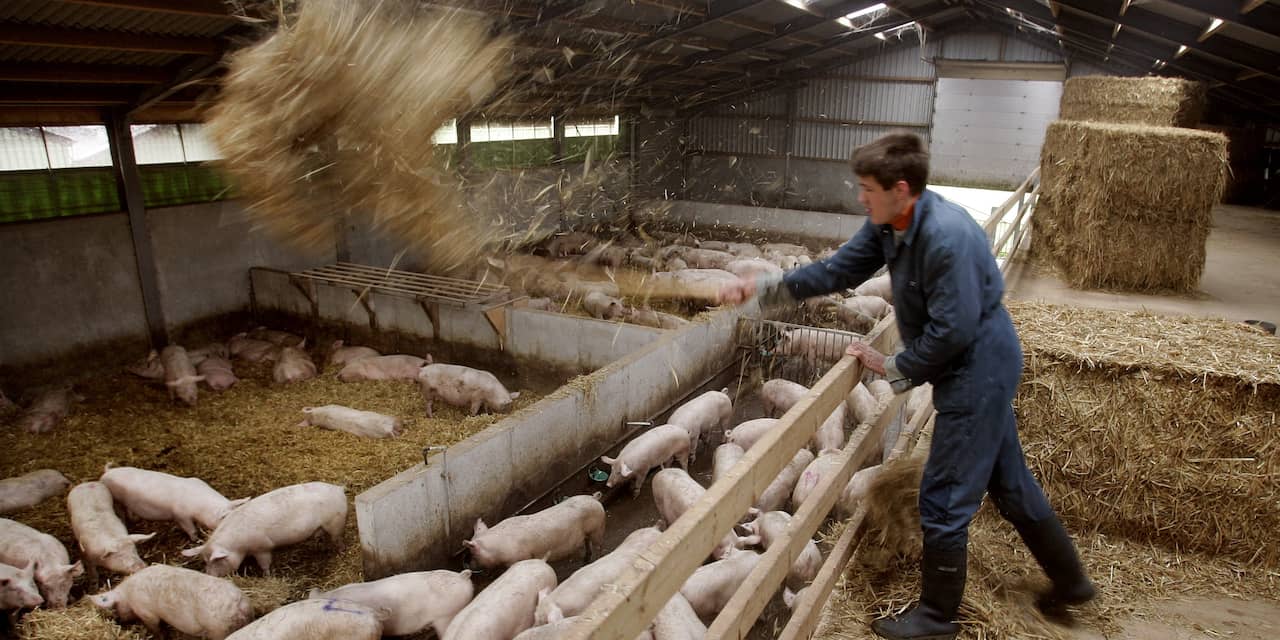 'Derde van de Brabantse varkensboeren redt het niet'