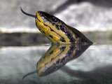 Meterslange anaconda kruipt uit toiletpot