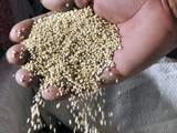 'Superfoods worden steeds populairder'