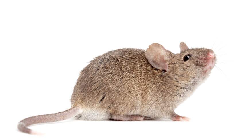 muis