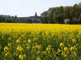 Bio-energie in EU niet altijd even duurzaam