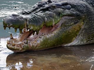 'Krokodillen eten regelmatig fruit'  