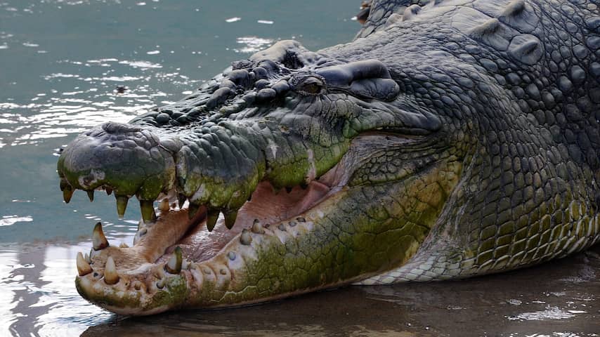'Krokodillen vertonen regelmatig speelgedrag' 