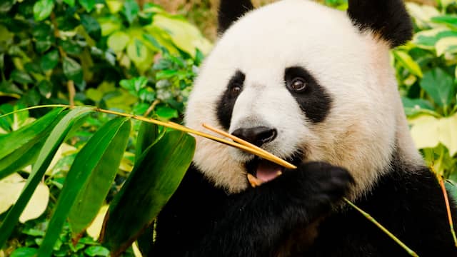Superschattig: twee pandabeertjes zien elkaar voor het eerst