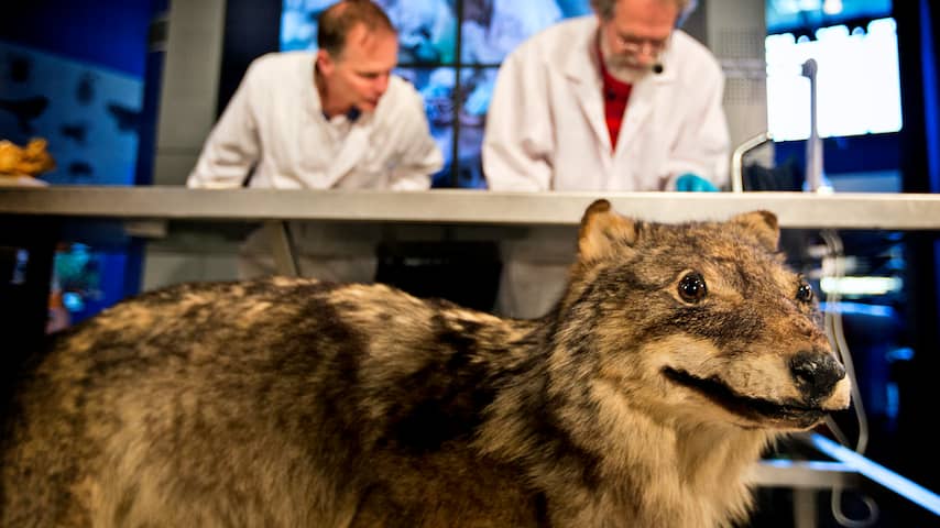Onderzoek naar mogelijke wolf