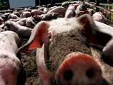 Stikstofwinst door uitkoopregeling varkensboeren valt twee derde lager uit
