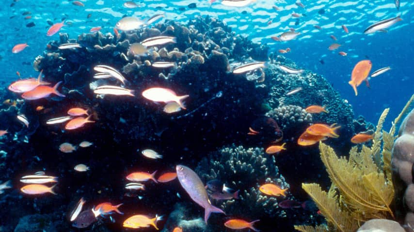Great Barrier Reef