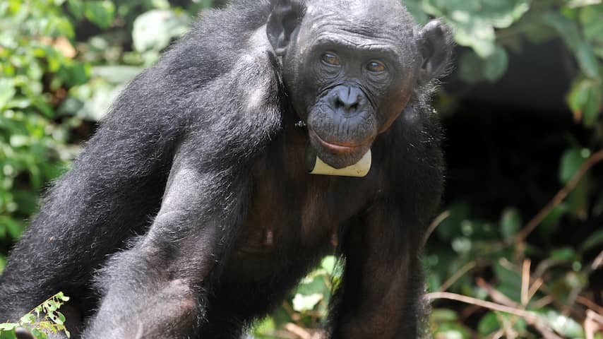 Bonobo