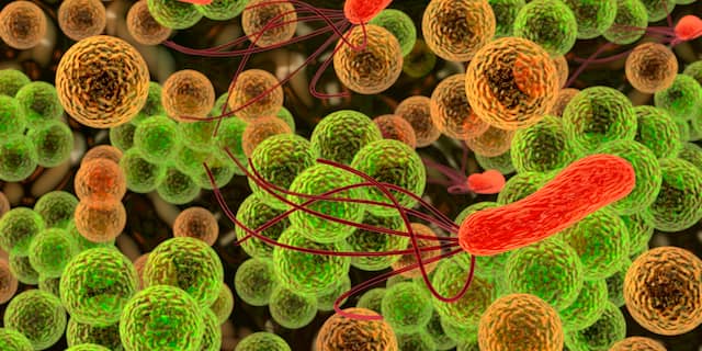bacterie