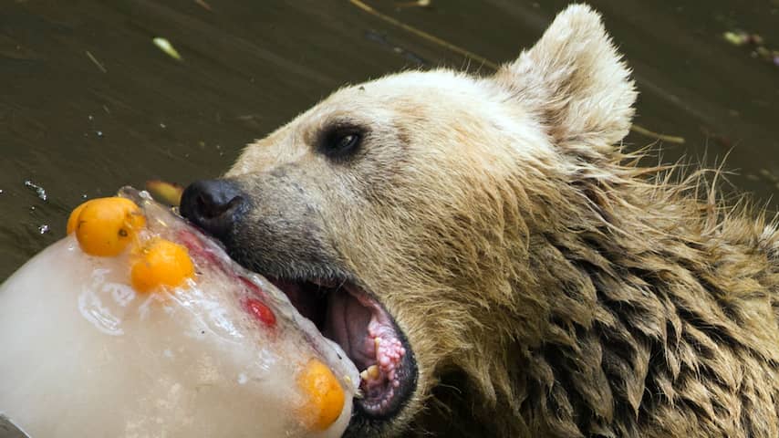 Schattig beertje eet een ijsje