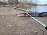 Verdwaalde alligator uit vijver gehaald in New York