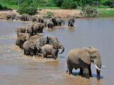Een kudde olifanten steekt een rivier over in Kenia.