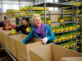 Nederland, Lisse, 04 april 2014, Polen aan het werk via uitzendbureau Ruigrok, aan het werk bij Bloembollen W. Oskam & zn. BV. ( deze Polen werken hier zo graag dat ze ieder jaar hier weer komen werken ) inpakken aan lopende band, bollenproducten. gemotiveerde legale Poolse uitzendkrachten Poolse werknemers arbeider Poolse arbeiders arbeidskrachten goedkope en hard werkende Polen MOE-landers Moelanders (arbeids)migranten uit Midden- en Oost-Europa, 