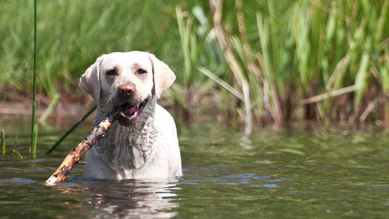 Hoe Oud Is Een Hond Nou Echt In 'Mensenjaren'? | Wetenschap | Nu.Nl