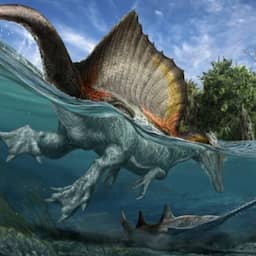 Fossielenjagers vinden botten van mogelijk grootste vleesetende dino in Europa