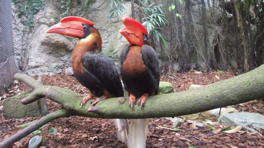 Ruim dertig zeldzame vogels gestolen uit Avifauna