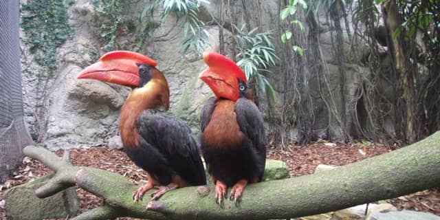 Ruim dertig zeldzame vogels gestolen uit Avifauna