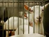 Dijksma woedend op Brussel om rechtszaak dierproeven