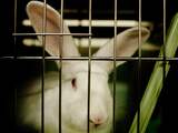 75.000 ondertekenaars voor petitie tegen dierproeven