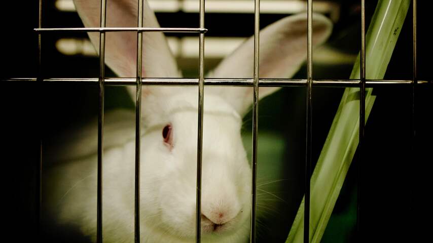 75.000 ondertekenaars voor petitie tegen dierproeven