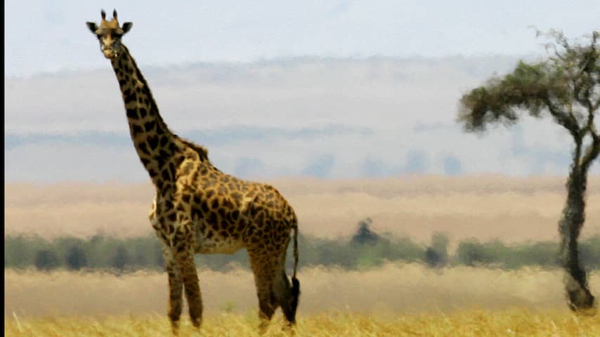 'Wetenschappers ontdekken bestaan van vier soorten giraffes'  