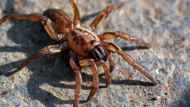 Enorme spin draagt dode muis