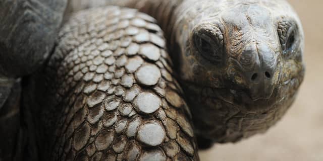 Galapagos-schildpad