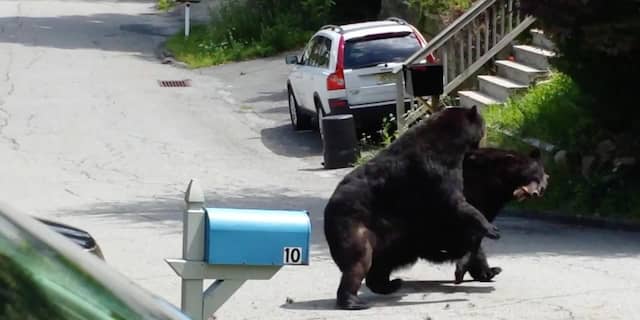 Beren vechten op straat
