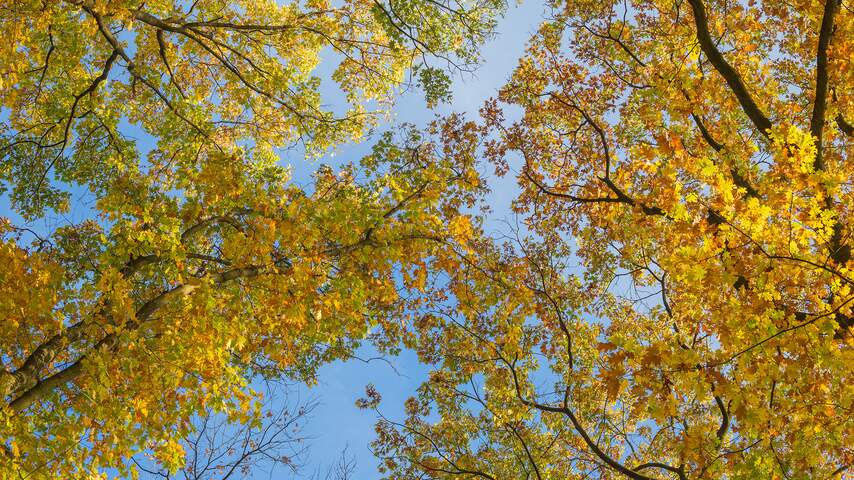 Herfstbladeren in de blauwe lucht