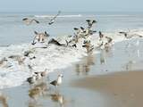 Aantal broedvogels in Waddenzee blijft dalen